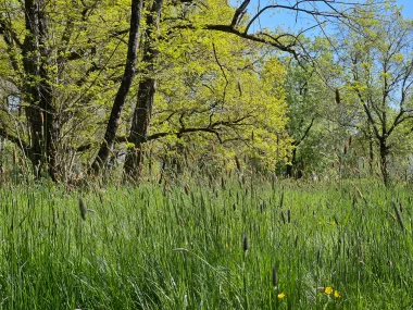 Parc de Beaudesert hautes herbes.